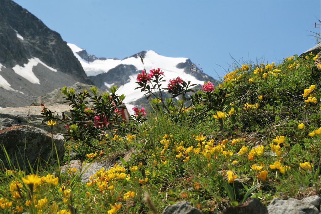 Alpen Und Gams