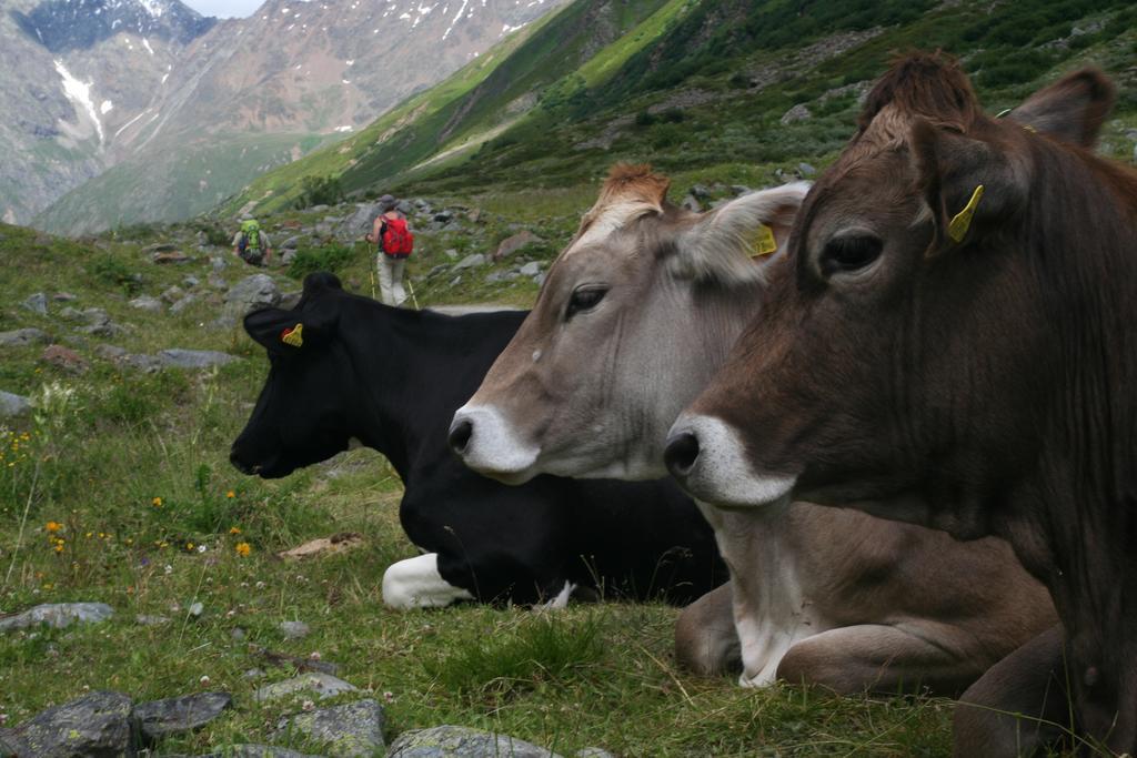 Holiday home Alpen Und Gams Neurur